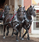 Horses at State Fair